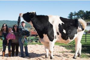 世界上最大的奶牛，重1吨/高1.95米(获吉尼斯纪录认证)