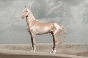 十大世界上体型最漂亮的马，每一种都是让人移不开眼的骏马