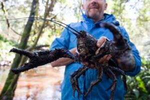 世界上最大的虾，曾有人捕获长度接近1.4米的超大龙虾