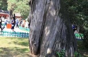 中国十大千年古树排名，第一古树黄帝轩辕柏(5000年历史)