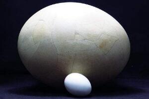 世界上最大的蛋，象鸟蛋高30cm直径有21cn(相当于100个鸡蛋)
