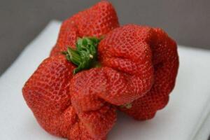 世界上最大的草莓，日本农民种出半斤大草莓打破世界纪录