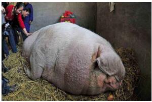 世界上最大的猪在中国，辽宁1800斤超级巨猪获吉尼斯认证