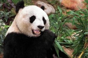 世界上寿命最长的熊猫，熊猫佳佳活了38年相当于人类114岁