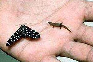 世界上最小的壁虎，雅拉瓜壁虎体长仅1.6厘米