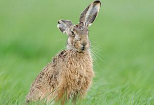 世界上速度最快的兔子，欧洲野兔(以20米/秒的速度称王)