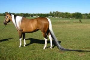 世界上尾巴最长的马，一匹名叫Summer的马尾长达3.81米