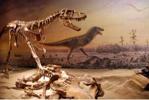 世界最大的恐龙化石，重77吨的雷龙化石(中国最大30吨)