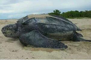 世界上最大的龟类，棱皮龟为龟类之最(长2.5米/重达1吨)