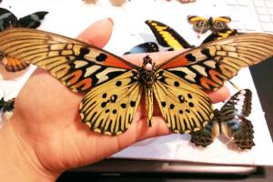 世界上最大的蝴蝶，亚历山大女皇鸟翼凤蝶(翼展31cm/体长8cm)