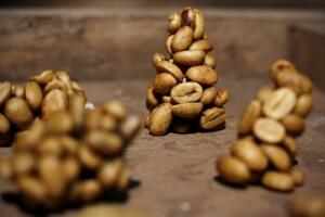 世界上最贵的咖啡豆，瑰夏咖啡比猫屎咖啡更贵(350.25美元/磅)
