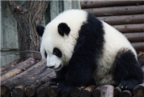 大熊猫“福福”成功接受了左侧睾丸切除手术：恢复良好