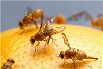 果蝇防止热诱发癫痫的基因保护解释了一些人类癫痫发病机制