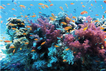 第六次大灭绝要来了？珊瑚显示出上次生物大灭绝事件的特征