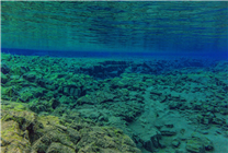 科学家在海洋深处发现超黑鱼：会吸收超99.5%的光