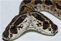 罕见！印度住宅发现有两个头的致命毒蛇：亚洲最危险的毒蛇之一