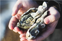 网友拍到牡蛎群繁殖盛况：精子卵子喷发  海水被“漂白”