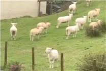 羊群站在山坡一动不动如画面静止 这不是jpg！