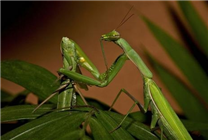 交配后就吃掉雄性：科学家找到螳螂性食同类的原因