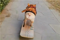 2岁狗狗玩滑板火了 会拐弯、漂移、灵活避障