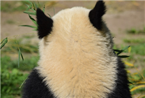 罕见 野生大熊猫倒立撒尿求爱：吸引异性前来交配