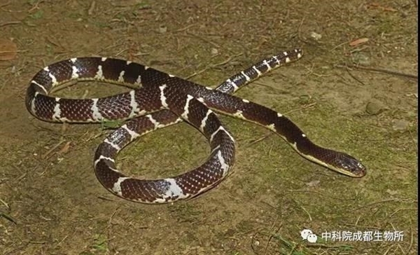 云南现新种毒蛇酷似“白娘子”：中科院为其命名素贞环蛇_新奇科技 - 夜异区世界之最