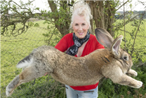 世界最大兔子被偷走 主人紧急悬赏9000元