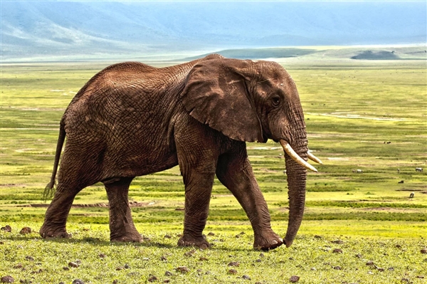 团伙在南非偷猎犀牛角 其中一人惨遭大象踩死