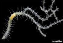 海底发现的神秘蠕虫 竟然长着100多个屁股