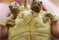 日本惊现双头乌龟 专家称系基因突变导致