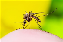 广州有一座全球最大蚊子工厂：日产500万只科技蚊用于灭蚊