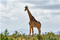 近4万个物种面临灭绝 长颈鹿或将悄无声息地消失