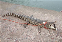 河北被非法放生鳄鱼已死亡：湖水不适宜其生存、已捕捞上岸
