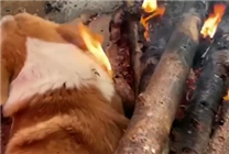 柯基烤火取暖烧着狗毛 网友：给大家看一下什么叫“打火基”