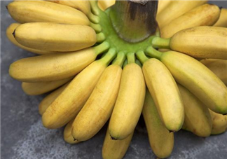 香蕉和芭蕉哪个更能通便 香蕉和芭蕉能通便吗
