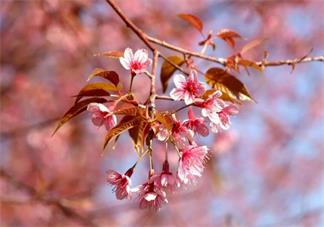 樱花和樱桃的关系是什么 樱花谢了会结樱桃吗