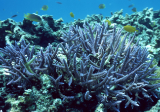 你好生活为什么要求素颜种珊瑚 防晒霜对珊瑚有何危害