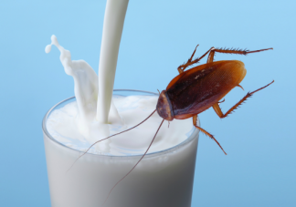 蟑螂奶是什么蟑螂产出来的奶吗 蟑螂奶是怎么发现的