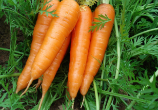 平常吃的胡萝卜是它的根还是果实 蚂蚁庄园11月24日正确答案