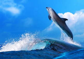 海豚通常从哪里获得身体所需的水 蚂蚁森林神奇海洋12月17日答案