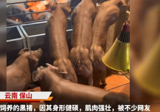 云南健身猪走红一头最高卖8万 健身猪属于什么品种