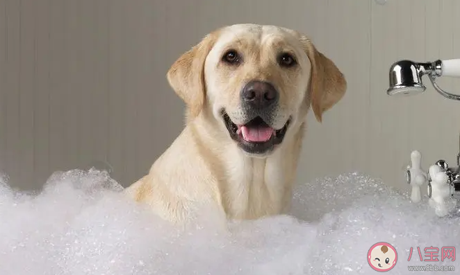 狗狗需要几天洗一次澡 狗狗能每天洗澡吗
