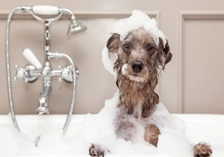 狗狗需要几天洗一次澡 狗狗能每天洗澡吗