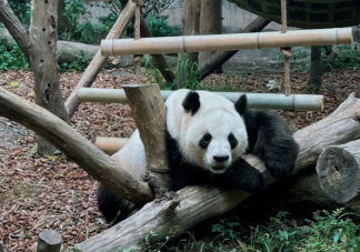 喜爱大熊猫需要边界感吗 观看大熊猫要注意些什么