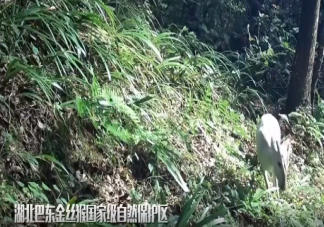 湖北巴东发现罕见瑞兽白麂 麂类动物是几级保护动物