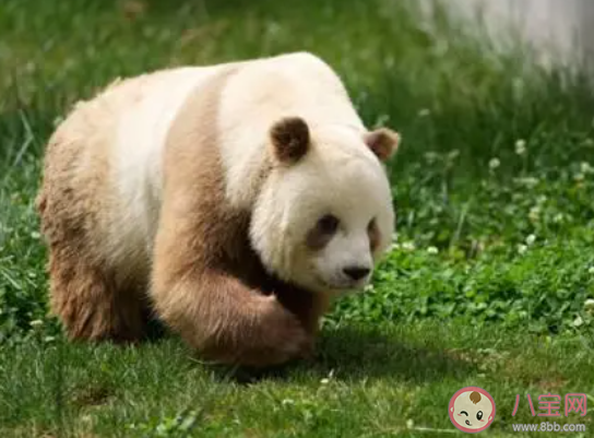 熊猫阿宝耳朵被七仔咬成V形 七仔是怎样的一只熊猫