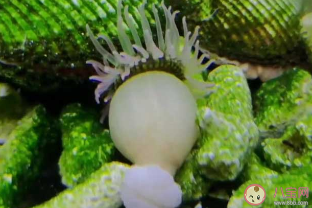 猜一猜海葵是动物还是植物 神奇海洋4月26日答案