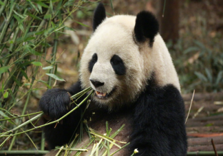 大熊猫1天要吃40斤新鲜竹子 大熊猫平时只吃竹子吗