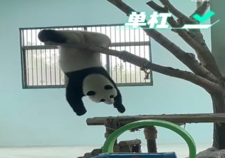 爱打坐的熊猫震生撞脸冯巩 熊猫震生在哪个动物园