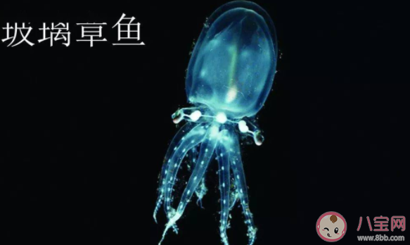 身体几乎完全透明的章鱼是 神奇海洋5月22日答案
